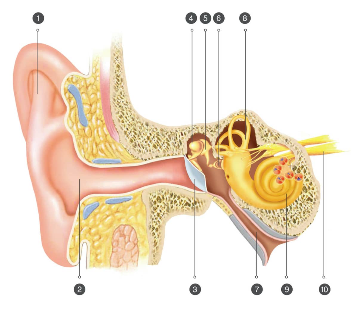 De verschillende onderdelen van het oor